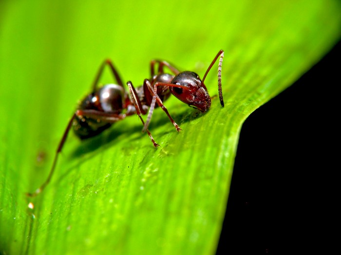 Ants in potted plant