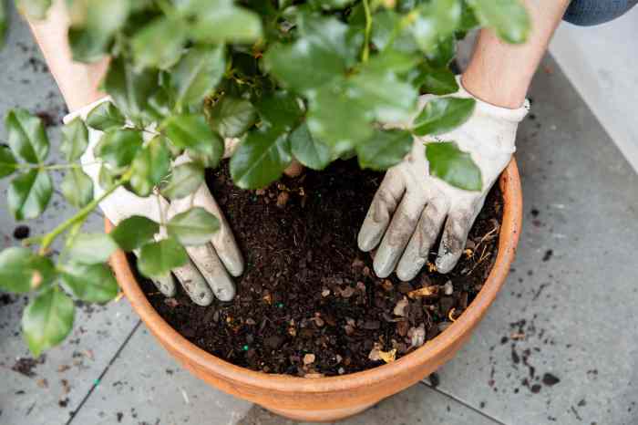 How to plant roses in pots