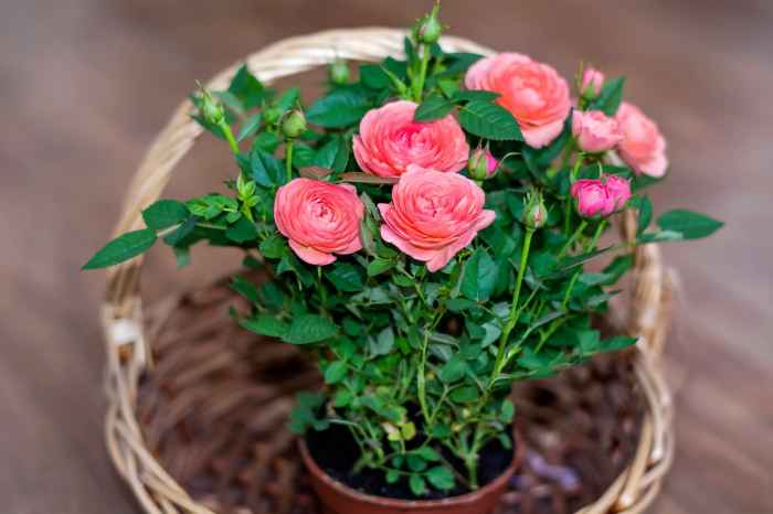 How to plant roses in pots